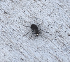 Cicindela punctulata punctulata
