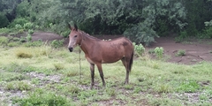 Equus asinus × caballus