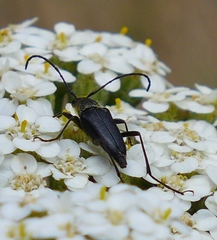 Anastrangalia laetifica