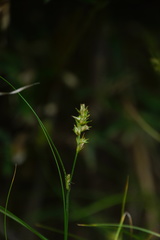 Carex nubigena