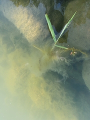 Cladophora glomerata