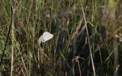 Polyommatus amandus