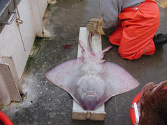 Barndoor Skate photo 4