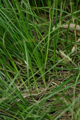 Carex nubigena