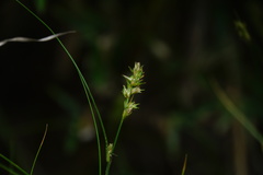 Carex nubigena