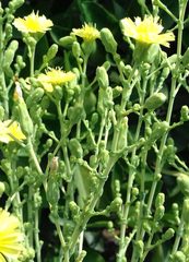 Lactuca sativa