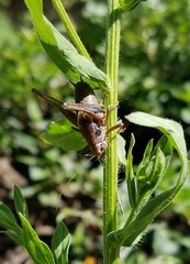 Pholidoptera griseoaptera