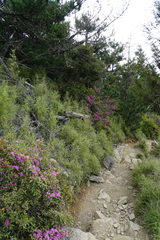 Rhododendron rubropilosum taiwanalpinum