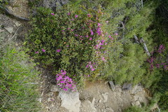 Rhododendron rubropilosum taiwanalpinum