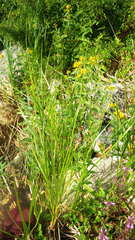 Bolboschoenus maritimus maritimus