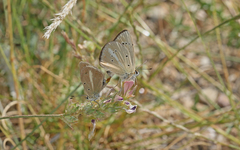 Polyommatus ripartii