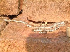 Platyceps gracilis