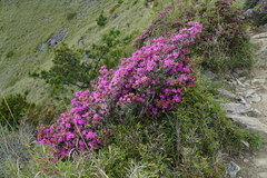 Rhododendron rubropilosum taiwanalpinum