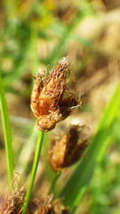 Bolboschoenus maritimus maritimus