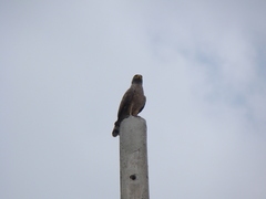 Rupornis magnirostris