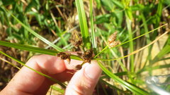 Bolboschoenus maritimus maritimus