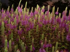 Pogostemon deccanensis