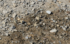 Polyommatus ripartii