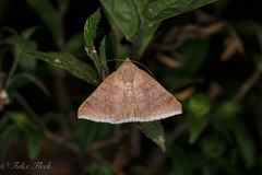 Ophisma
