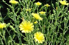 Lactuca sativa