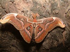 Attacus