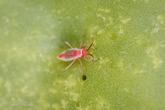 Hesperolabops gelastops