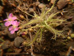 Drosera indica