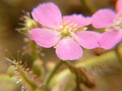 Drosera indica