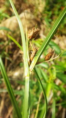 Bolboschoenus maritimus maritimus