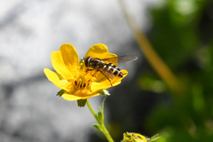 Parasyrphus tarsatus