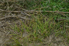 Carex nubigena