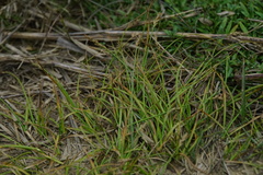 Carex nubigena