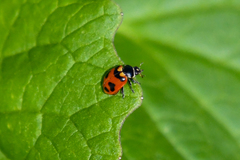 Hippodamia oregonensis