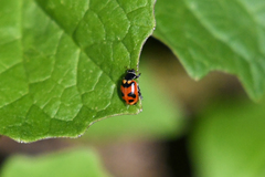 Hippodamia oregonensis