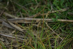 Carex nubigena
