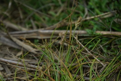 Carex nubigena