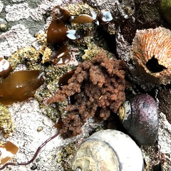 Callithamnion pikeanum