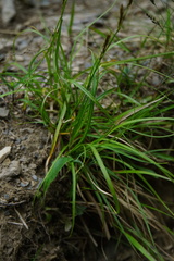 Carex fulvorubescens