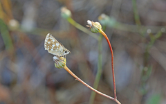 Spialia orbifer