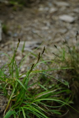 Carex fulvorubescens