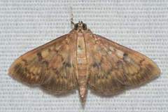 Psara obscuralis