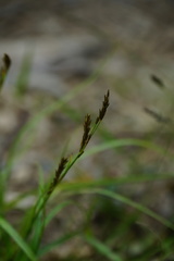 Carex fulvorubescens