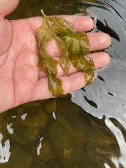 Potamogeton amplifolius