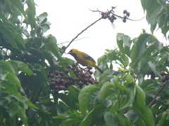 Icterus nigrogularis