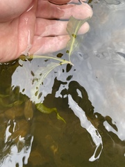 Potamogeton amplifolius