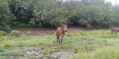 Equus asinus × caballus