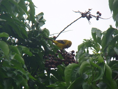 Icterus nigrogularis