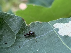 Formica neogagates