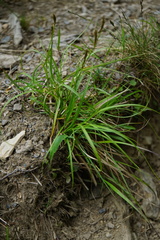 Carex fulvorubescens