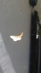 Idaea elongaria